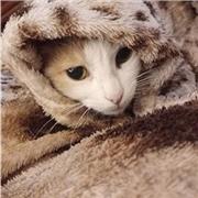 Profesora de inglés para niveles A1- A2 y B1